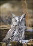 Owl;Screech-Owl;Western-Screech-Owl;Otus-kennicottii;portrait;one-animal;close-u
